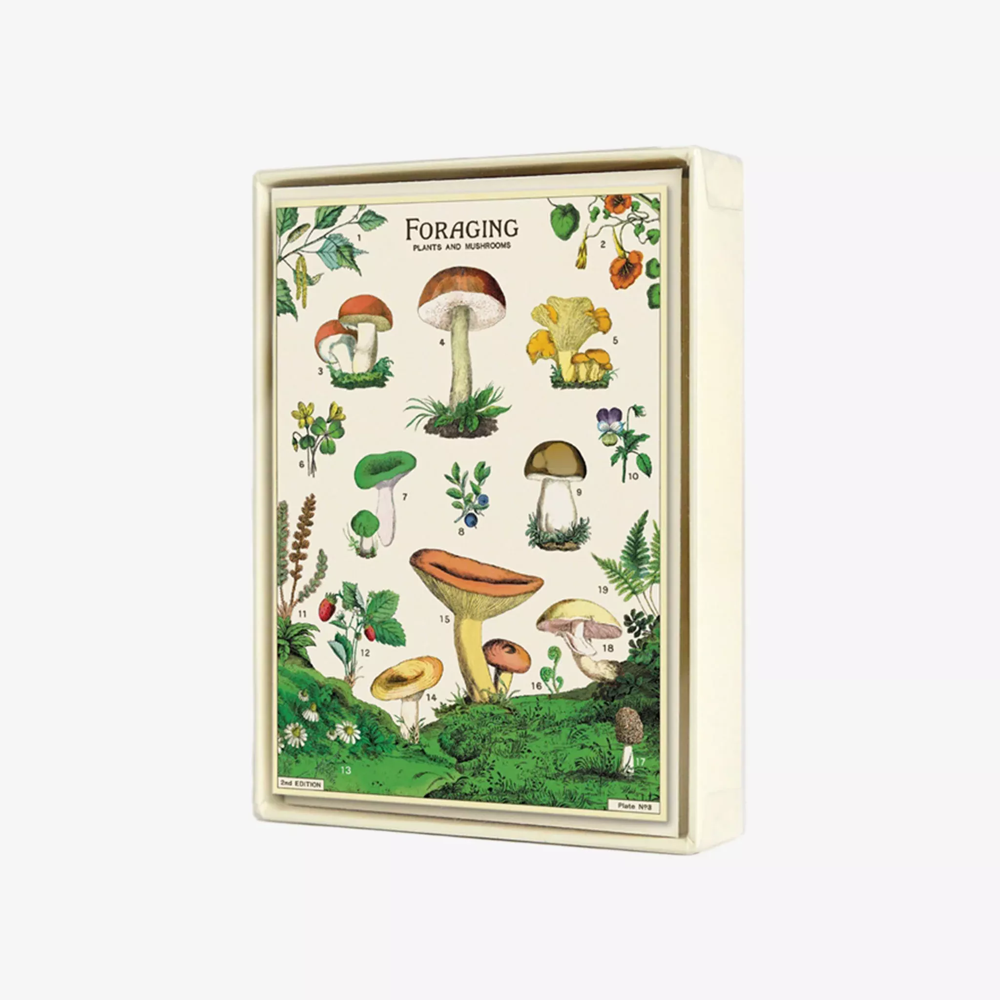 Cavallini Paper Foraging Boxed Note Cards