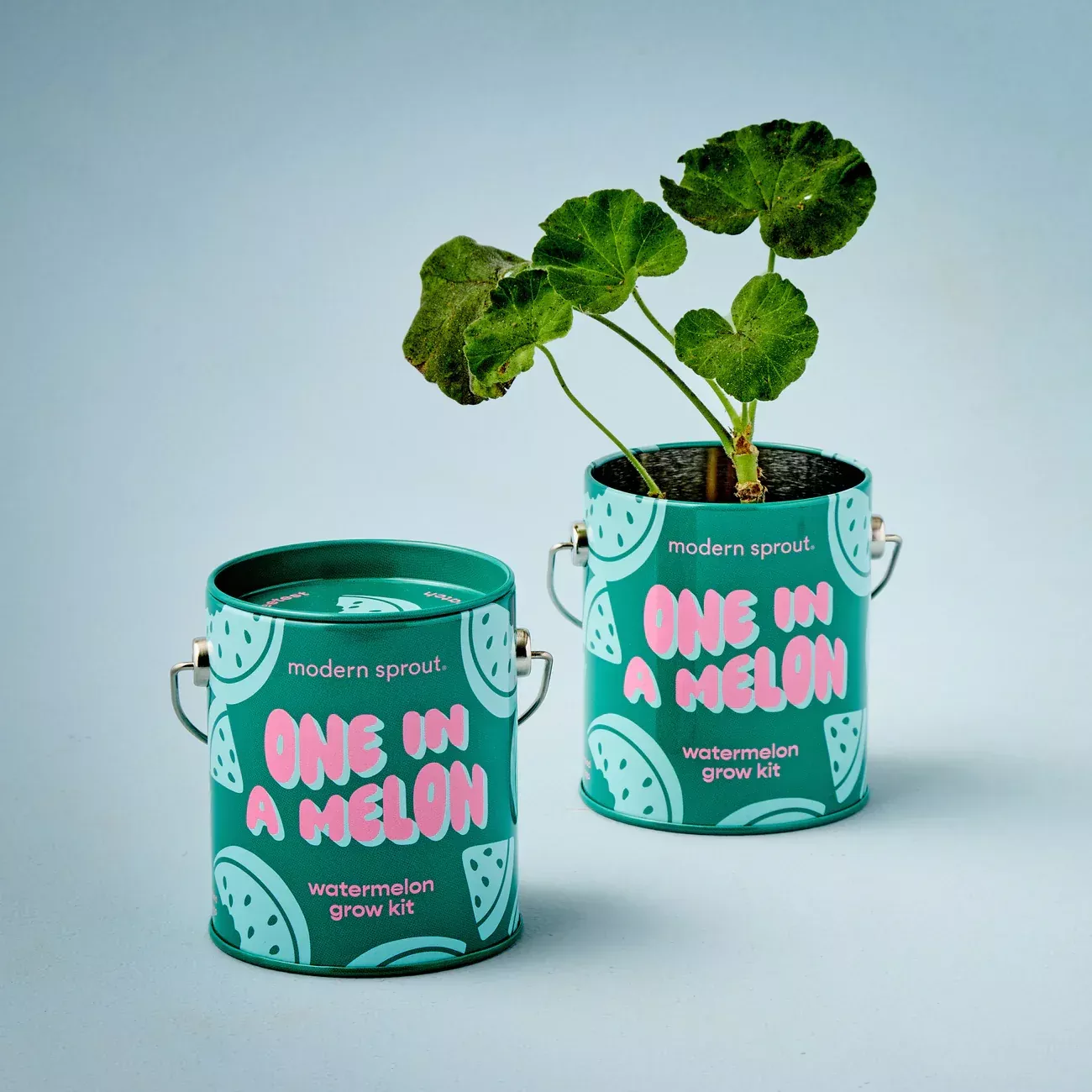 Complimentary Color Grow Kits One in A Melon