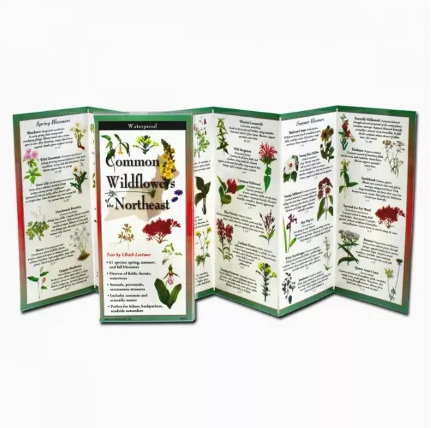 Folding Guide of Wildflowers of the Northeast