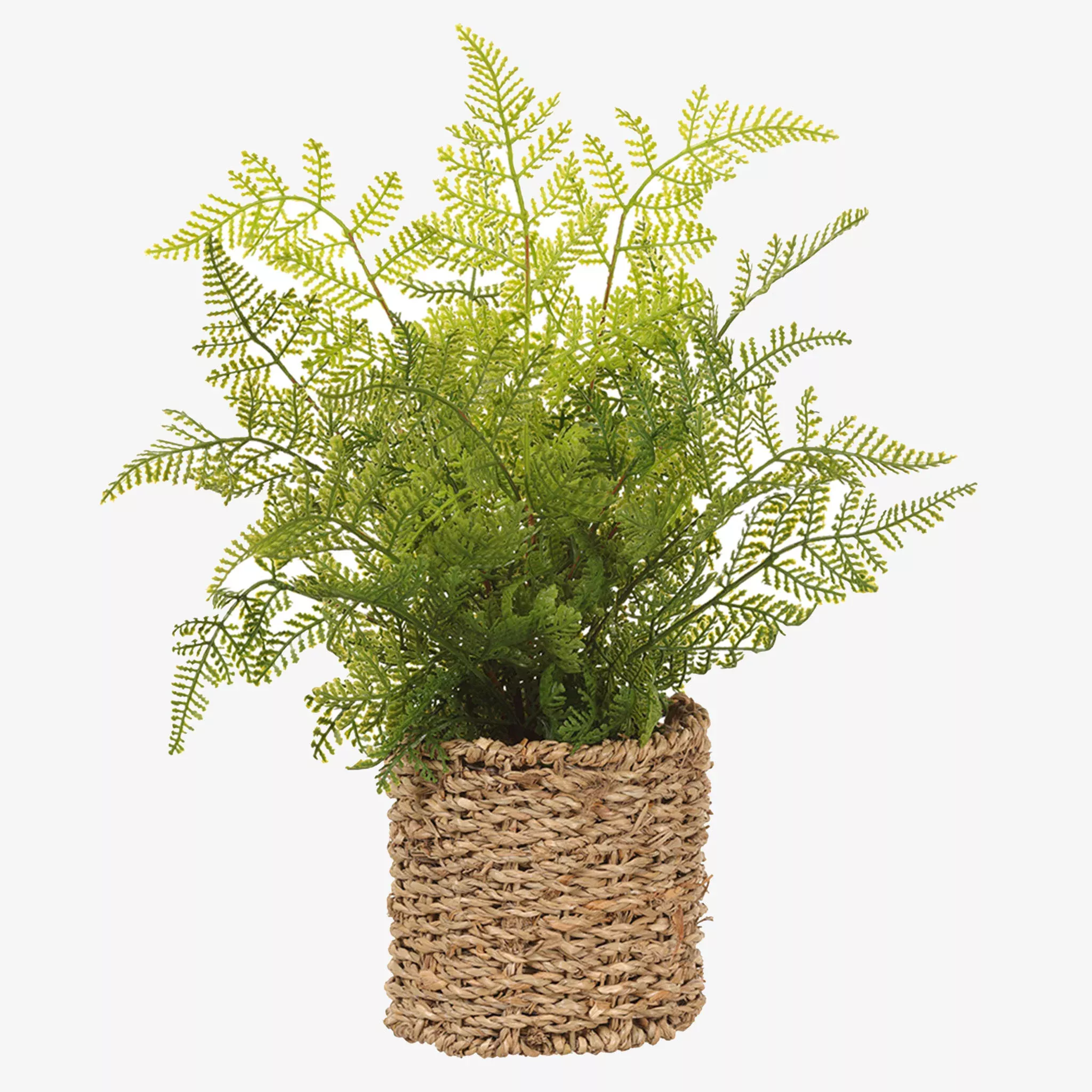 Lovely Leather Fern in Basket