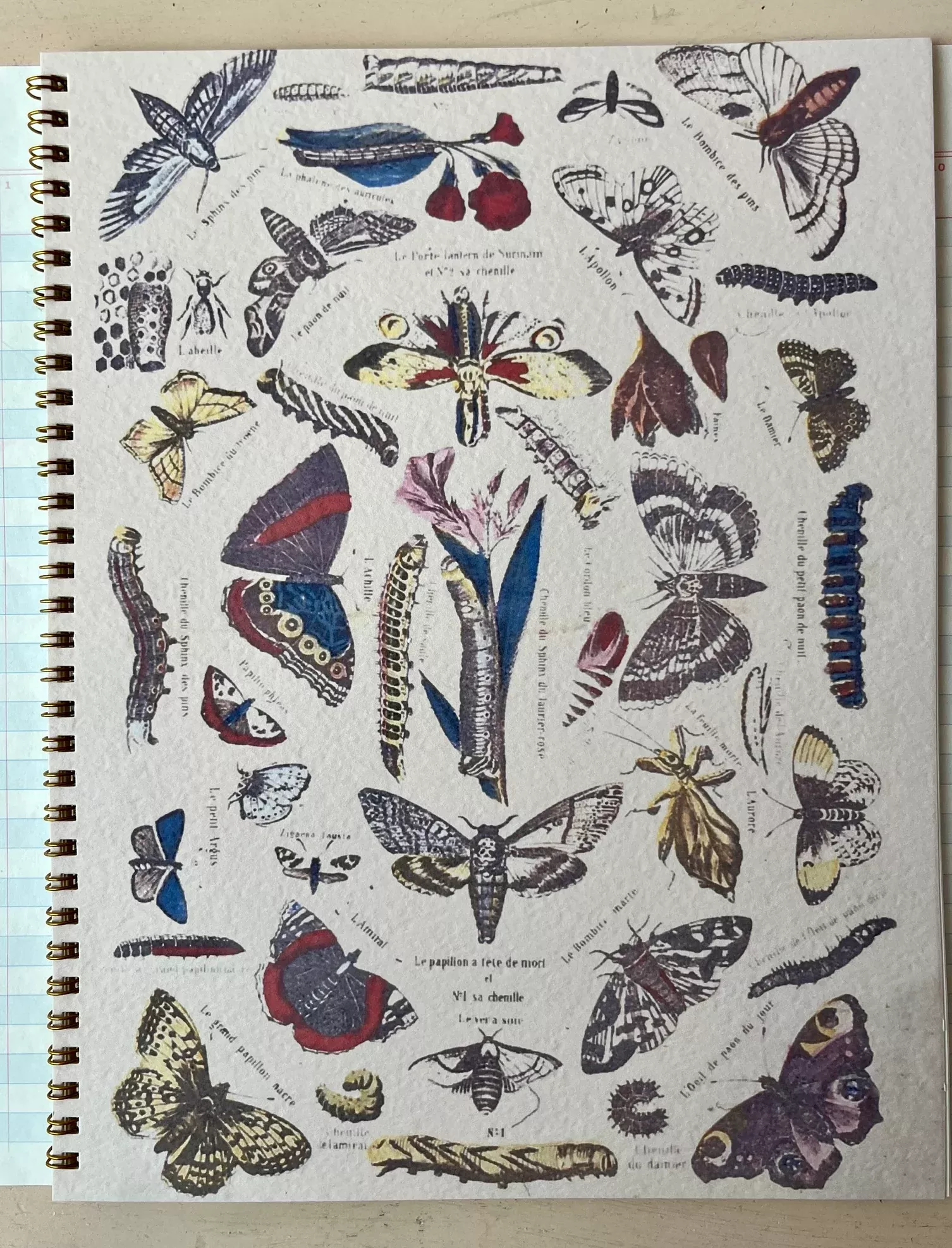 Notebook Unlined Bugs