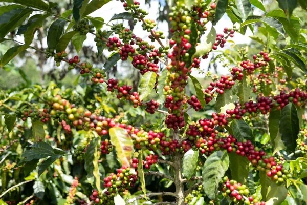 Roasted - Costa Rica Aquiares