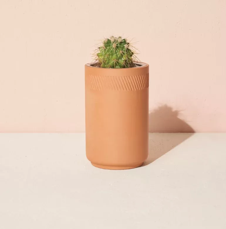 Terracotta Cactus Grow Kit