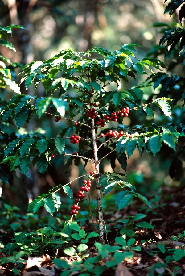 Unroasted - Ethiopian Limu GR 2 (Natural)